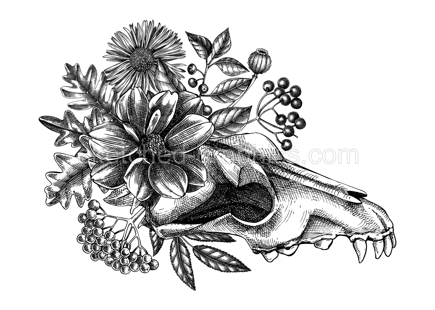 Wolf skull with rose flowers and moth sketch. Day of the death hand drawn vector illustration. Halloween design element. For poster, print, flyers, invitations.  Illustration